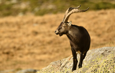 cabra montes en la sierra de Gredos en otoño