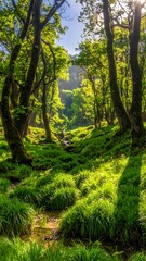 Lush, verdant forest scene with sunlight filtering through leaves and casting shadows