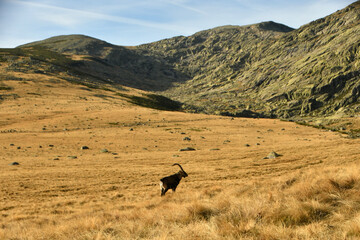 gredos y cabras monteses