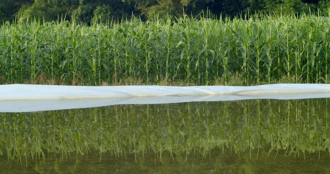 Corn field at maturity stage reflecting beautifully on still water under calm daylight.