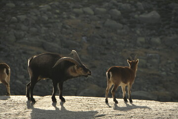 Fototapeta premium cabra montes en la sierra de Gredos en otoño