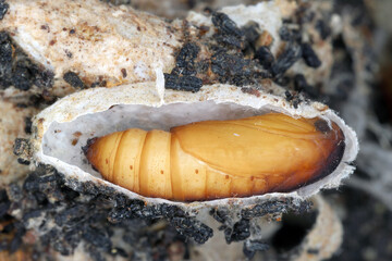 Galleria mellonella, the greater wax moth or honeycomb moth, is a moth of the family Pyralidae. A cut cocoon with a pupa inside. © Tomasz