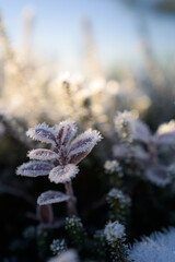 雪の高山植物_安達太良山