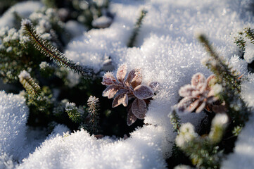 雪の高山植物_安達太良山