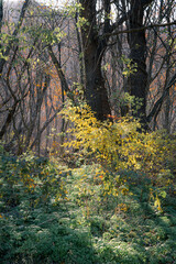 福島県_安達太良山の紅葉