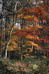 福島県_安達太良山の紅葉