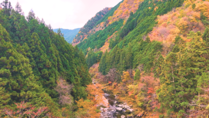 深緑と紅葉が織りなす日本の渓流風景