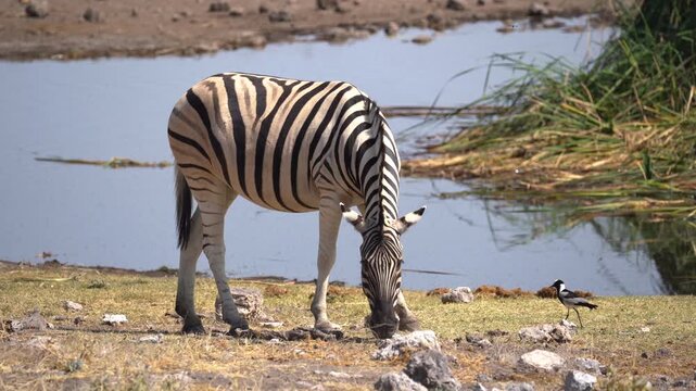 Zebra eating grass close to a waterhole in the Etosha National Park in Namibia.