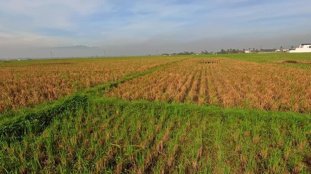 Scenery footage of rice fields starting to dry out after harvest. Wide-angle videography of the vast expanse of rice fields in 4K HD resolution.