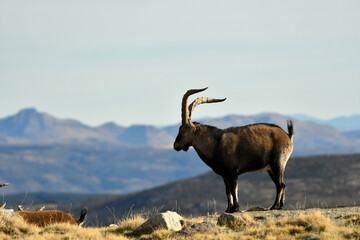 cabra montes en la sierra de Gredos en otoño
