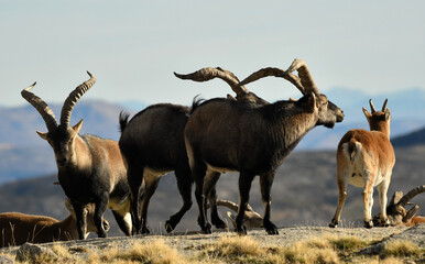 cabra montes en la sierra de Gredos en otoño