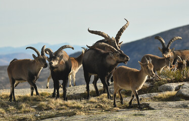 gredos y cabras monteses