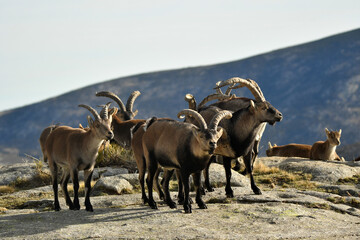 gredos y cabras monteses