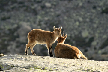 gredos y cabras monteses