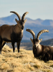 cabras monteses en la sierra de gredos