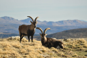 cabras monteses en la sierra de gredos