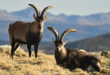 cabras monteses en la sierra de gredos