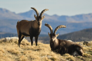 cabras monteses en la sierra de gredos
