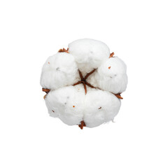 Soft white cotton balls and fluffy cotton swabs separated from the branches of a cotton plant, isolated on a white background