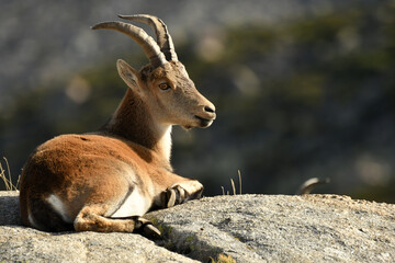 cabras monteses en la sierra de gredos
