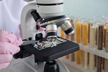 The scientist takes white rice from the flask, closeup. Checking chemical composition and nutritional properties of seeds, cereals and legumes concept