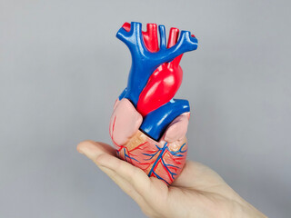 Heart model held in hand demonstrates human anatomy