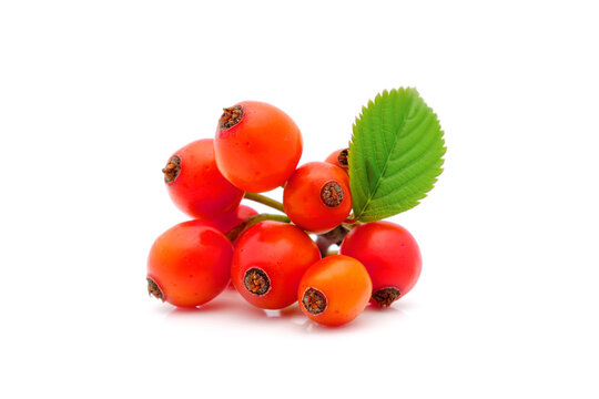 rose hip berry with leaves isolated on white background