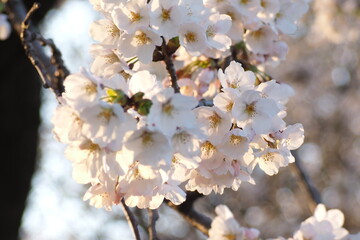 植物　春　花　夕方