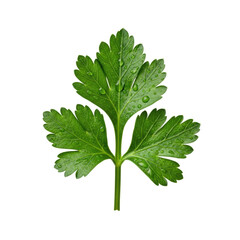 Emerald-green parsley sprig with crisp leaves and glistening dew drops, isolated on a plain transparent background, soft studio lighting, Concept of culinary freshness and quality