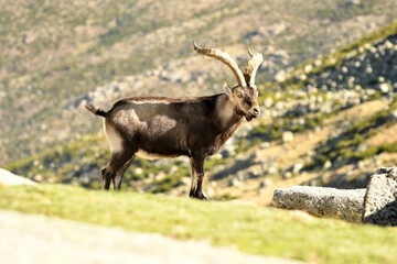 cabra montes en la sierra de Gredos en otoño