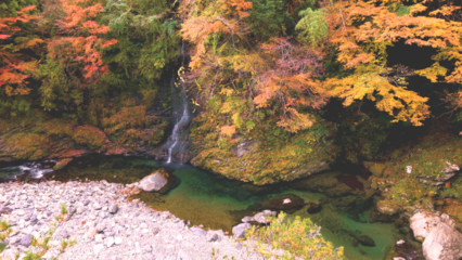 紅葉に囲まれた渓谷の滝と清流のドローン空撮