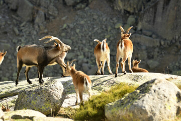cabra montes en la sierra de Gredos en otoño