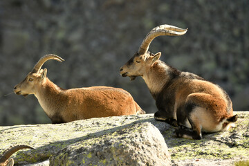 cabras en la sierra de gredos en otoño