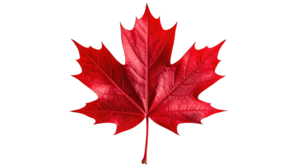 Vivid red maple leaf with distinctive shape, centered on a black background