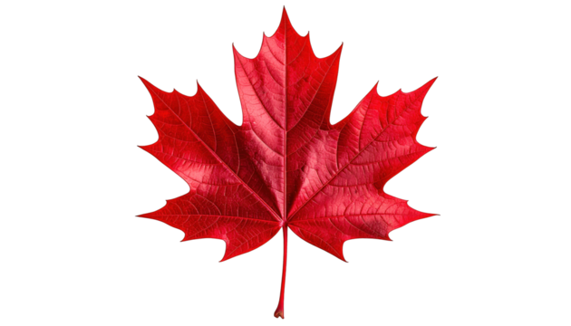 Vivid red maple leaf with distinctive shape, centered on a black background