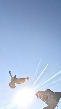 Several pigeons spread their wings and fly across the clear blue sky under bright sunlight capturing smooth motion and the freedom of flight in a minimal clean atmosphere