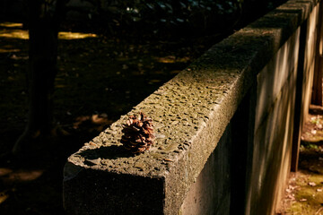 A pine cone resting on a stone wall in soft afternoon light, casting a long shadow and evoking a...