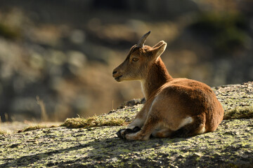 Fototapeta premium cabras en la sierra de gredos en otoño