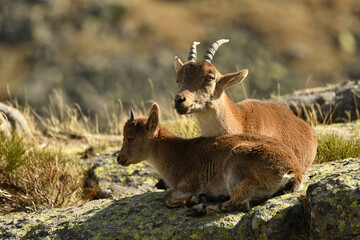 cabras en la sierra de gredos en otoño