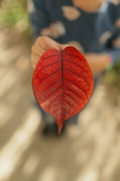 child finds vibrant red autumn leaf