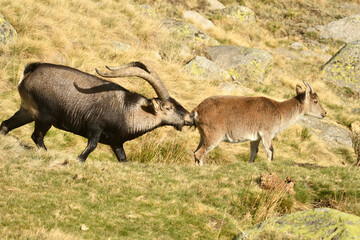 cabras en la sierra de gredos en otoño