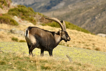 cabras en la sierra de gredos en otoño