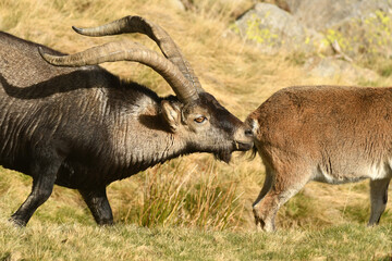 cabras en la sierra de gredos en otoño