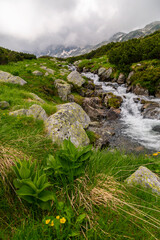 Beautiful fir tree forests, pristine glacier lake, rocks and spring flowers in the Transylvanian Alps in summer