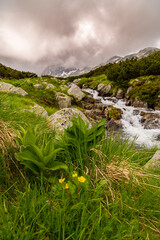 Beautiful fir tree forests, pristine glacier lake, rocks and spring flowers in the Transylvanian Alps in summer