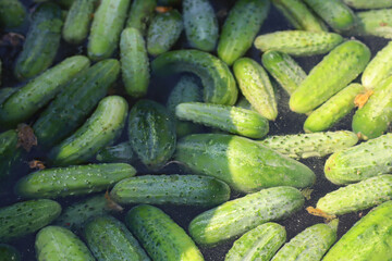 Fresh green cucumbers floating in water after harvest, ready for cleaning and preparation. Concept of farm-to-table, organic produce, and sustainable agriculture.