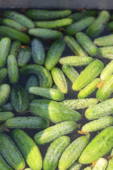 Fresh green cucumbers floating in water after harvest, ready for cleaning and preparation. Concept of farm-to-table, organic produce, and sustainable agriculture.