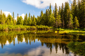 Beautiful fir tree forests, pristine glacier lake, rocks and spring flowers in the Transylvanian Alps in summer