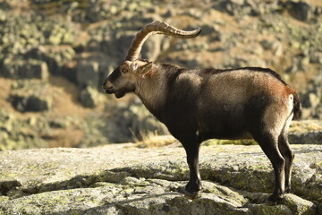 cabras monteses en la sierra de gredos