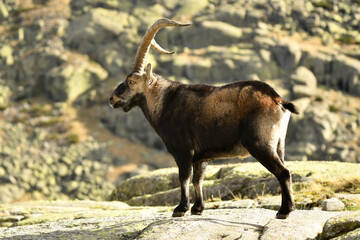 cabras monteses en la sierra de gredos